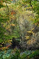 arbre 31_10_09n05